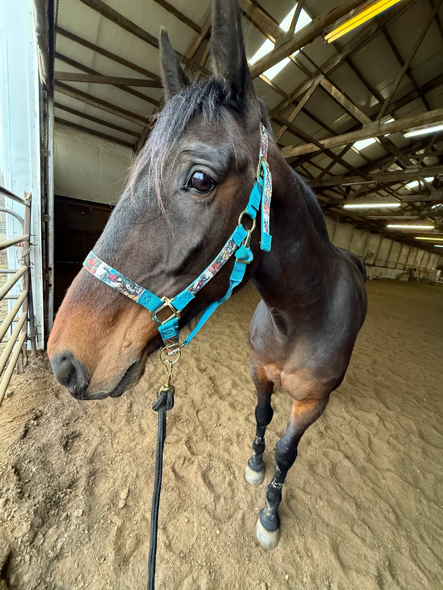 Artspire in a turquoise halter in the indoor arena, looking toward the camera